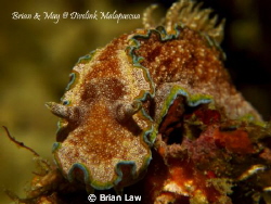 Taken on my last dive in Malapascua Los Bamboos by Brian Law 